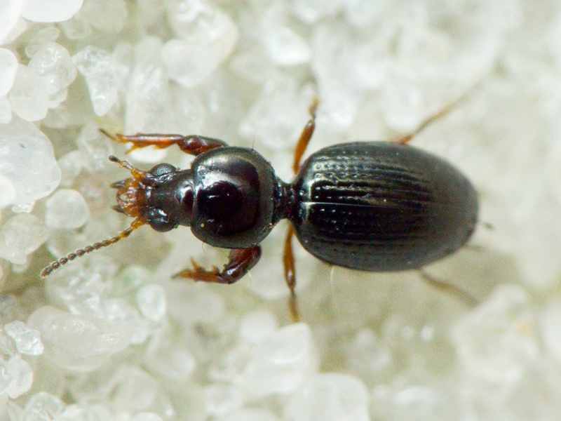 Dyschirius Bonelli, 1810